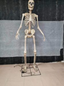 2.4m skeleton