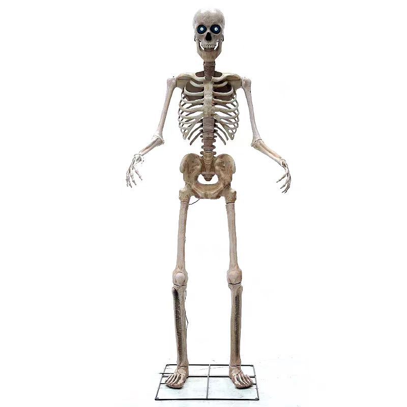 2.4m skeleton