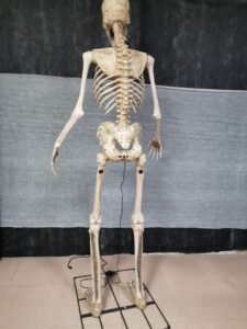2.4m skeleton