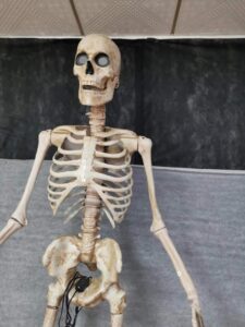 2.4m skeleton