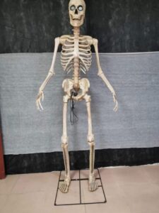 2.4m skeleton